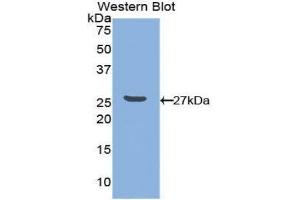 Western Blotting (WB) image for anti-Nectin cell adhesion molecule 3 (NECTIN3) (AA 171-377) antibody (ABIN1860378) (nectin-3 anticorps  (AA 171-377))