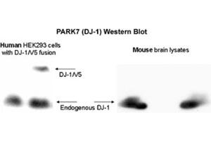 Image no. 1 for anti-Parkinson Protein 7 (PARK7) (AA 150-189), (C-Term) antibody (ABIN363457) (PARK7/DJ1 anticorps  (C-Term))