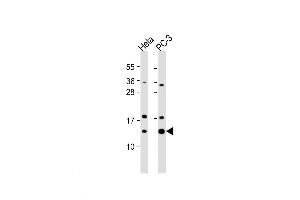Western Blot at 1:1000 dilution Lane 1: Hela whole cell lysate Lane 2: PC-3 whole cell lysate Lysates/proteins at 20 ug per lane. (TCEB1 anticorps  (C-Term))