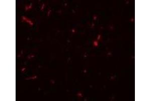 Immunofluorescence (IF) image for anti-Sirtuin 1 (SIRT1) (N-Term) antibody (ABIN1031567) (SIRT1 anticorps  (N-Term))