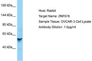 Host: Rabbit Target Name: ZNF678 Sample Type: OVCAR-3 Whole cell lysates Antibody Dilution: 1. (ZNF678 anticorps  (Middle Region))
