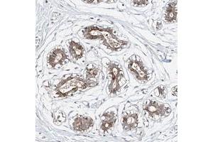Immunohistochemical staining of human breast with LACE1 polyclonal antibody  shows distinct cytoplasmic positivity in glandular cells. (LACE1 anticorps)