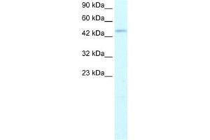 WB Suggested Anti-TFDP2 Antibody Titration:  1. (DP2 anticorps  (N-Term))