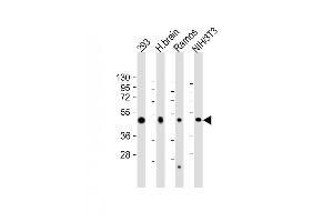 All lanes : Anti-FLOT2 Antibody (C-Term) at 1:2000 dilution Lane 1: 293 whole cell lysate Lane 2: human brain lysate Lane 3: Ramos whole cell lysate Lane 4: NIH/3T3 whole cell lysate Lysates/proteins at 20 μg per lane. (Flotillin 2 anticorps  (AA 322-356))