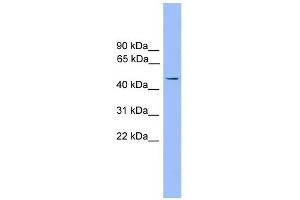 WB Suggested Anti-Foxj1 Antibody Titration: 0.
