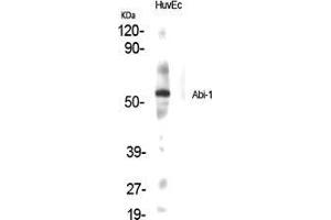 Western Blot (WB) analysis of specific cells using Abi-1 Polyclonal Antibody. (ABI1 anticorps  (Internal Region))