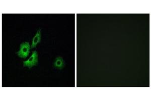 Immunofluorescence analysis of A549 cells, using OR4D1 antibody. (OR4D1 anticorps  (C-Term))