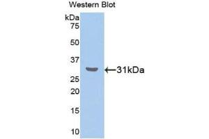 Western Blotting (WB) image for anti-RAR-Related Orphan Receptor A (RORA) (AA 164-401) antibody (ABIN1860465)