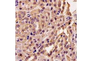 Immunohistochemical analysis of RMDN3 staining in rat kidney formalin fixed paraffin embedded tissue section.