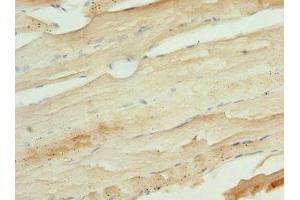 Immunohistochemistry of paraffin-embedded human skeletal muscle tissue using ABIN7174388 at dilution of 1:100 (UFD1L anticorps  (AA 1-307))
