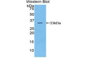 Western Blotting (WB) image for anti-Checkpoint Kinase 1 (CHEK1) (AA 194-446) antibody (ABIN3202371) (CHEK1 anticorps  (AA 194-446))