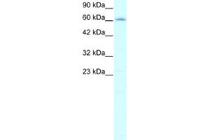 WB Suggested Anti-IVNS1ABP Antibody Titration:  2.