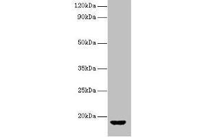 Western blot All lanes: AVP antibody at 2 μg/mL + Rat gonadal tissue Secondary Goat polyclonal to rabbit IgG at 1/10000 dilution Predicted band size: 18 kDa Observed band size: 18 kDa (Vasopressin anticorps  (AA 126-164))