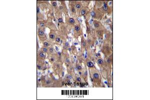 MAT1A Antibody immunohistochemistry analysis in formalin fixed and paraffin embedded human liver tissue followed by peroxidase conjugation of the secondary antibody and DAB staining. (MAT1A anticorps  (N-Term))