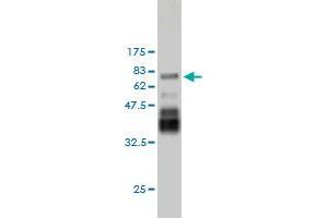 Western Blot detection against Immunogen (76. (PDLIM7 anticorps  (AA 1-457))