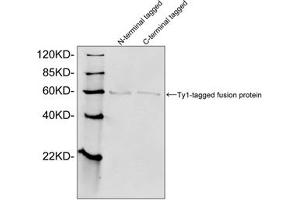 Western blot analysis of Ty1 tagged fusion proteins expressed in E. (Ty1 Tag anticorps)