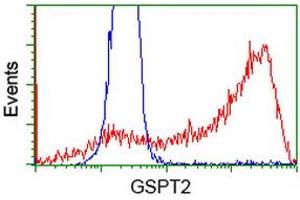 HEK293T cells transfected with either RC206259 overexpress plasmid (Red) or empty vector control plasmid (Blue) were immunostained by anti-GSPT2 antibody (ABIN2454693), and then analyzed by flow cytometry. (GSPT2 anticorps)