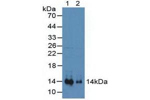 Western blot analysis of (1) Mouse Heart Tissue and (2) Mouse Kidney Tissue.