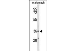 Western blot analysis of BRS3 Antibody in mouse stomach tissue lysates (35ug/lane) (BRS3 anticorps  (AA 239-268))