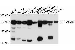 Western blot analysis of extracts of various cell lines, using HEPACAM antibody (ABIN4903884) at 1:3000 dilution. (HEPACAM anticorps)