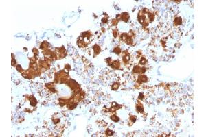 Formalin-fixed, paraffin-embedded human Pituitary stained with ACTH Mouse Monoclonal Antibody (CLIP/1407). (POMC anticorps  (AA 25-39))
