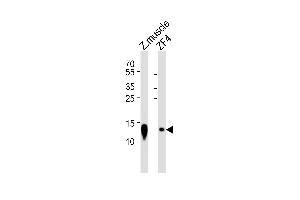 Western blot analysis of lysates from zebra fish muscle tissue lysate and ZF4 cell line (from left to right), using (DANRE) ba2 Antibody (Center) Azb18700c. (Bone Area 2 anticorps  (AA 71-104))