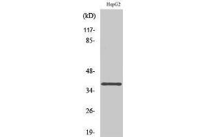 Western Blotting (WB) image for anti-Calcium Channel, Voltage-Dependent, gamma Subunit 7 (CACNG7) (C-Term) antibody (ABIN3175878) (CACNG7 anticorps  (C-Term))