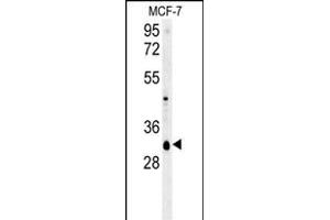 VTI1B Antibody (Center) (ABIN657873 and ABIN2846829) western blot analysis in MCF-7 cell line lysates (35 μg/lane). (VTI1B anticorps  (AA 59-86))