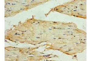 Immunohistochemistry of paraffin-embedded human skeletal muscle tissue using ABIN7171728 at dilution of 1:100 (TRF1 anticorps  (AA 260-439))