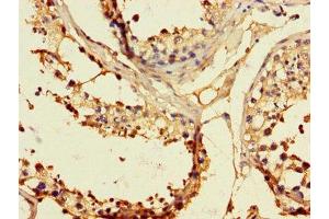 Immunohistochemistry of paraffin-embedded human testis tissue using ABIN7151860 at dilution of 1:100