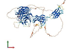 AlphaFold protein structure predicition of Human Recombinant HCFC2 Protein, UniprotID Q9Y5Z7