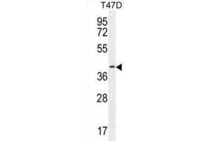 Western Blotting (WB) image for anti-Fibulin 7 (FBLN7) antibody (ABIN2996070) (FBLN7 anticorps)