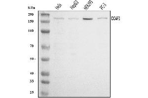 Western blot analysis of VPRBP/DCAF1 using anti-VPRBP/DCAF1 antibody (ABIN7602005). (DDB1 and CUL4-Associated Factor 1 (DCAF1) (AA 540-861) anticorps)