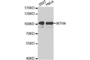 Western Blotting (WB) image for anti-Superkiller Viralicidic Activity 2-Like 2 (SKIV2L2) antibody (ABIN1876780) (MTR4 anticorps)