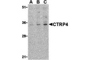 Western Blotting (WB) image for anti-Complement C1q Tumor Necrosis Factor-Related Protein 4 (C1QTNF4) (C-Term) antibody (ABIN1030347) (C1QTNF4 anticorps  (C-Term))