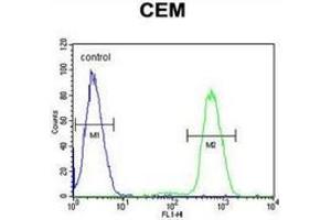 Flow cytometric analysis of CEM cells (right histogram) compared to a negative control cell (left histogram) using NFKBIL1  Antibody , followed by FITC-conjugated goat-anti-rabbit secondary antibodies. (NFKBIL1 anticorps  (Middle Region))