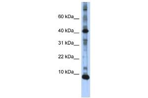 LSM6 antibody used at 1 ug/ml to detect target protein. (LSM6 anticorps)