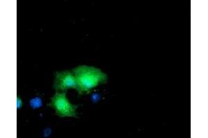 Anti-DTYMK mouse monoclonal antibody (ABIN2455029) immunofluorescent staining of COS7 cells transiently transfected by pCMV6-ENTRY DTYMK (RC201228). (DTYMK anticorps)