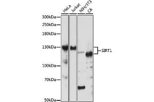 Western blot analysis of extracts of various cell lines, using SIRT1 antibody (ABIN7270322) at 1:1000 dilution. (SIRT1 anticorps)