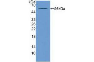 Figure. (ABCA13 anticorps  (AA 4692-4931))