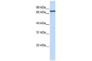 Transportin 2 antibody used at 1 ug/ml to detect target protein. (TNPO2 anticorps)