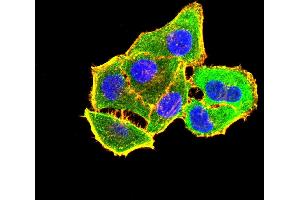 Immunofluorescence analysis of Hela cells using HIF2a mouse mAb (green).