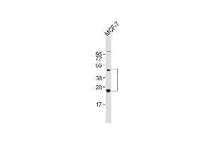 Western Blot at 1:2000 dilution + MCF-7 whole cell lysate Lysates/proteins at 20 ug per lane. (HABP2 anticorps  (C-Term))