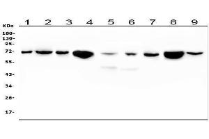 Western blot analysis of HSPA2 using anti-HSPA2 antibody (ABIN5692870). (HSPA2 anticorps  (C-Term))