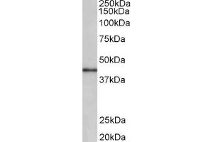 Western Blotting (WB) image for anti-Cyclin D-Type Binding-Protein 1 (CCNDBP1) (AA 322-333) antibody (ABIN1100483) (CCNDBP1 anticorps  (AA 322-333))