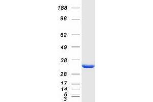 Validation with Western Blot