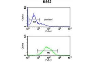 ANKH Antibody (C-term) flow cytometric analysis of K562 cells (bottom histogram) compared to a negative control cell (top histogram). (ANKH anticorps  (C-Term))