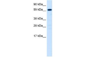 WB Suggested Anti-HNF4A Antibody Titration: 0. (HNF4A anticorps  (N-Term))