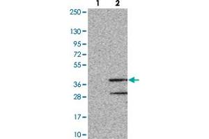Western blot analysis of Lane 1: Negative control (vector only transfected HEK293T lysate). (OR8S1 anticorps)