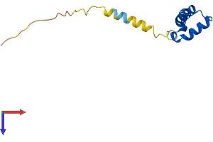 AlphaFold protein structure predicition of Mouse Recombinant Dpy30 Protein, UniprotID Q99LT0